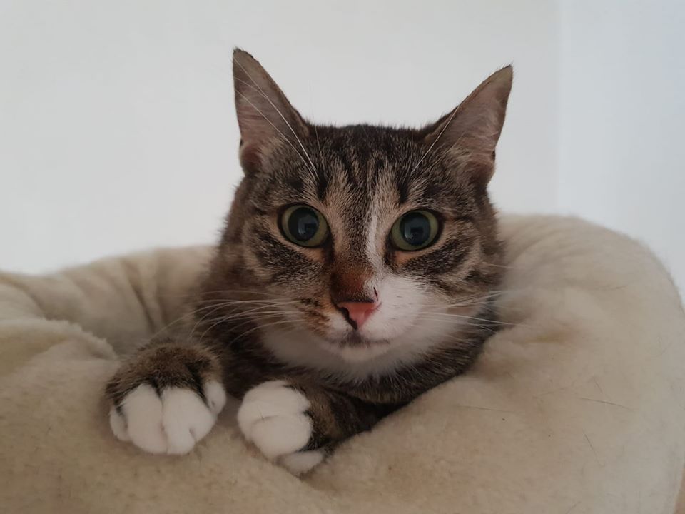 sophie